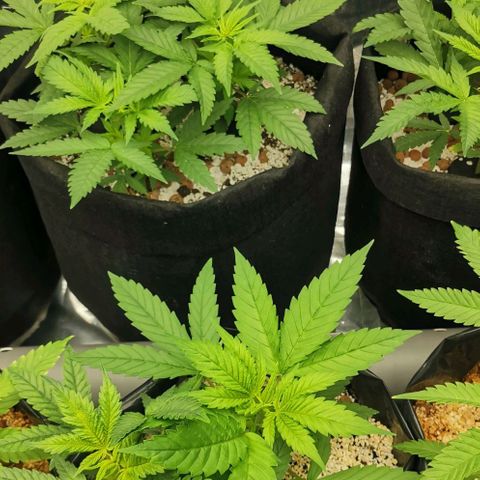 Green Poison growlog timeline photo