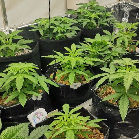 Green Poison growlog timeline photo