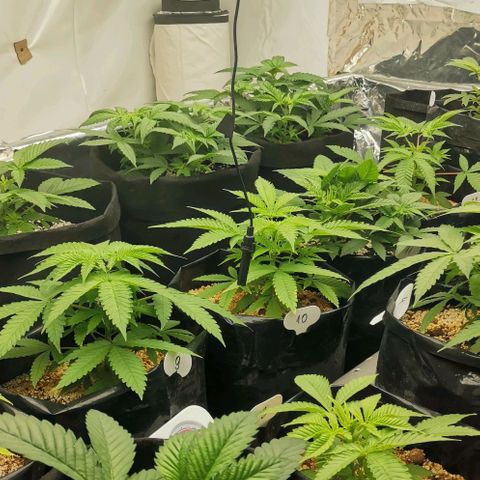 Green Poison growlog timeline photo