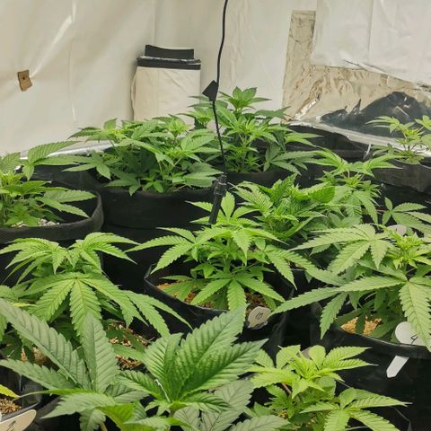 Green Poison growlog timeline photo