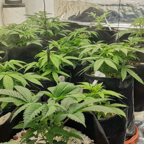 Green Poison growlog timeline photo