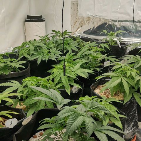 Green Poison growlog timeline photo