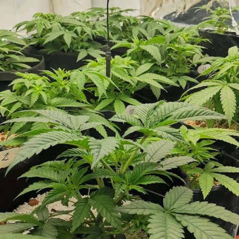 Green Poison growlog timeline photo