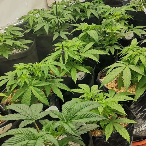Green Poison growlog timeline photo