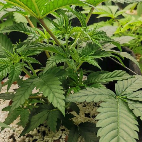 Green Poison growlog timeline photo