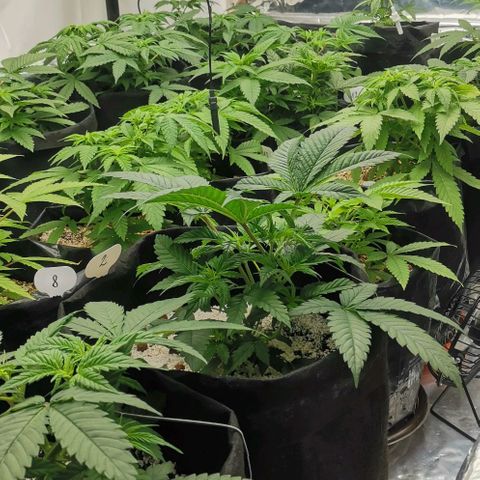 Green Poison growlog timeline photo