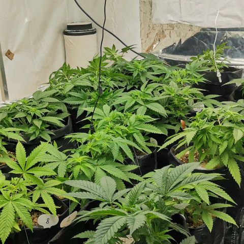Green Poison growlog timeline photo