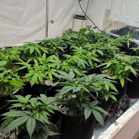 Green Poison growlog timeline photo