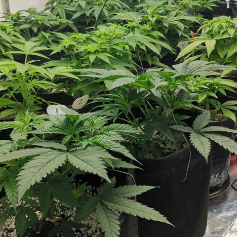 Green Poison growlog timeline photo