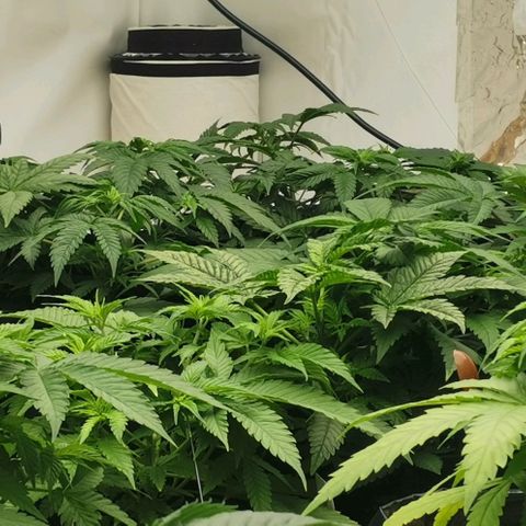 Green Poison growlog timeline photo