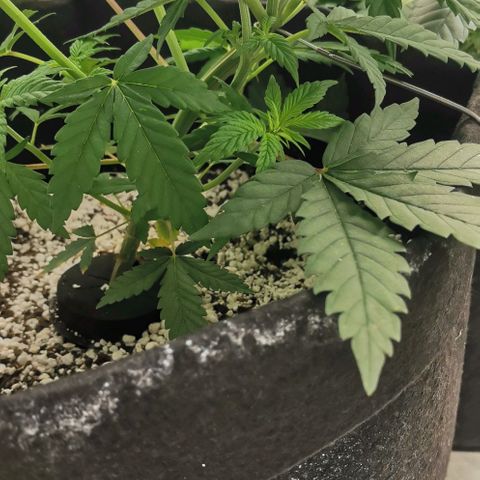 Green Poison growlog timeline photo