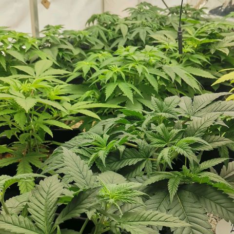 Green Poison growlog timeline photo
