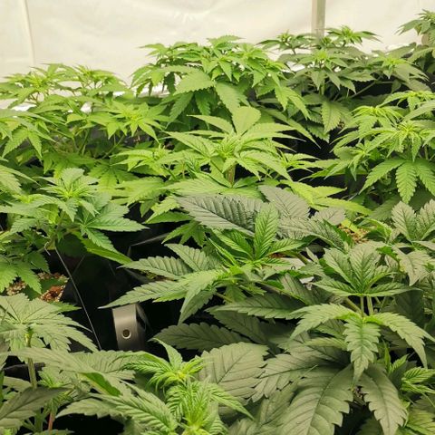 Green Poison growlog timeline photo