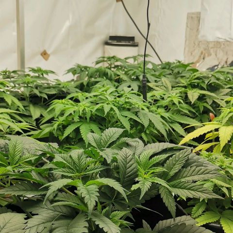 Green Poison growlog timeline photo