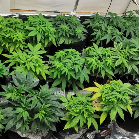 Green Poison growlog timeline photo