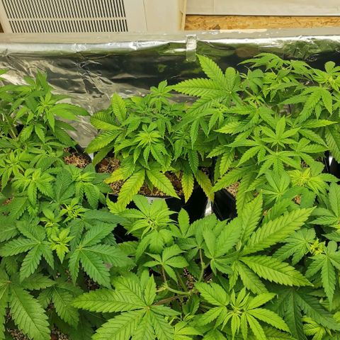 Green Poison growlog timeline photo