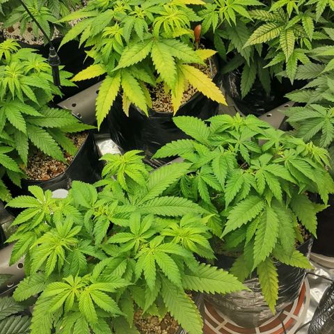 Green Poison growlog timeline photo