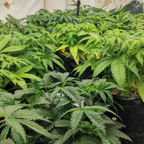 Green Poison growlog timeline photo