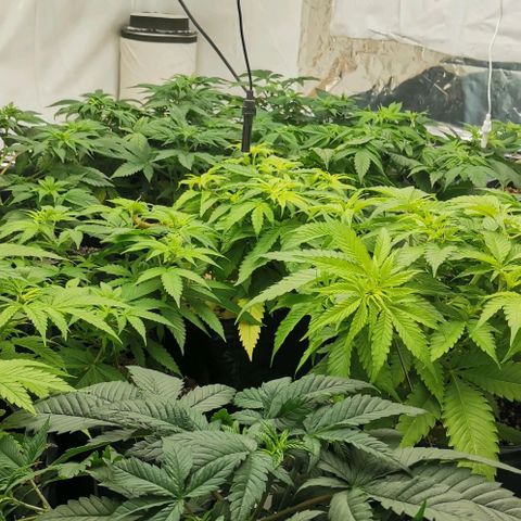 Green Poison growlog timeline photo