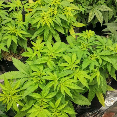 Green Poison growlog timeline photo