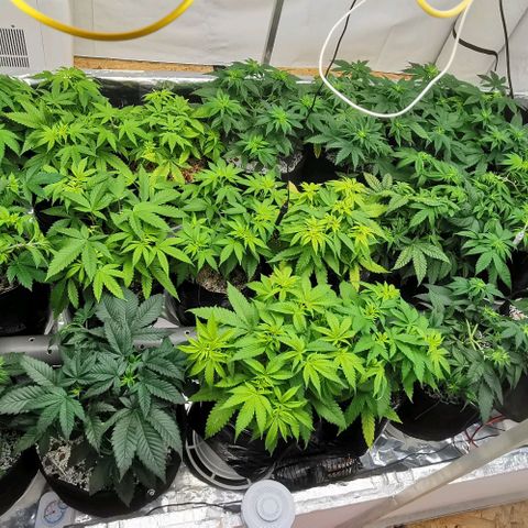 Green Poison growlog timeline photo