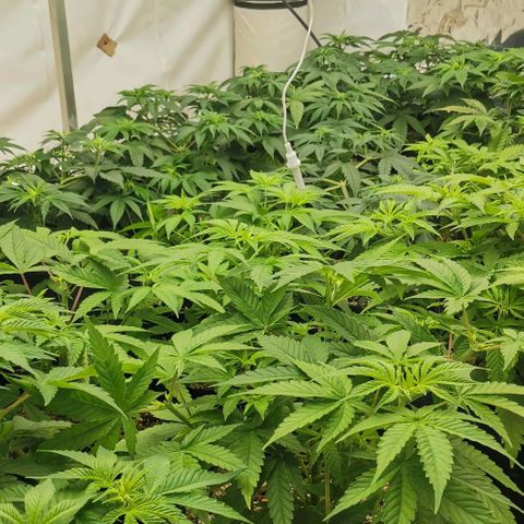 Green Poison growlog timeline photo