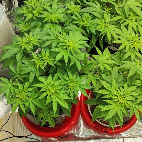 Green Poison growlog timeline photo