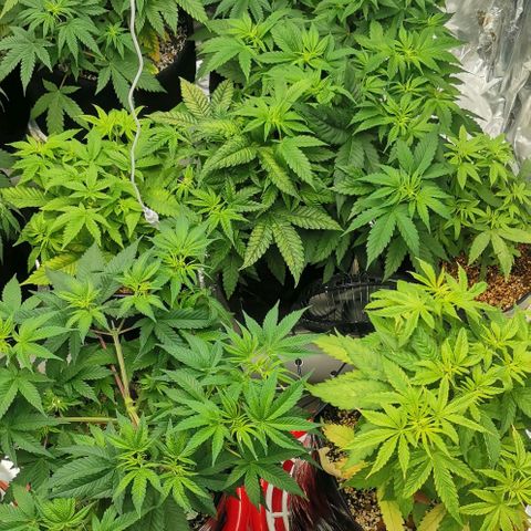 Green Poison growlog timeline photo