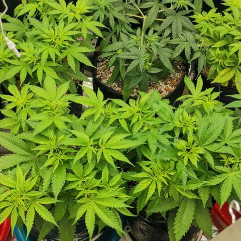 Green Poison growlog timeline photo
