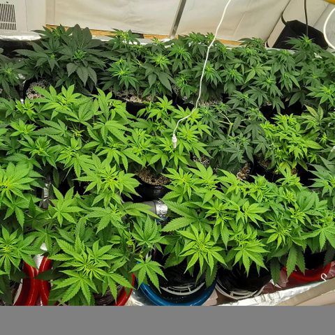 Green Poison growlog timeline photo
