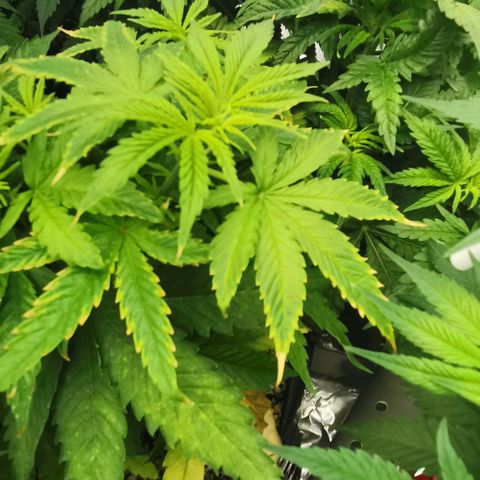 Green Poison growlog timeline photo