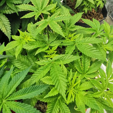 Green Poison growlog timeline photo