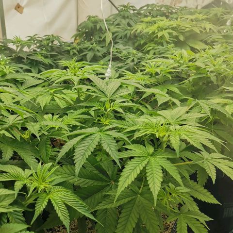 Green Poison growlog timeline photo