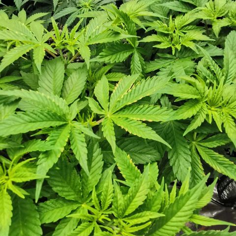 Green Poison growlog timeline photo