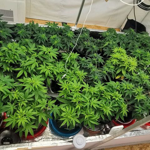 Green Poison growlog timeline photo
