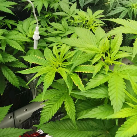 Green Poison growlog timeline photo