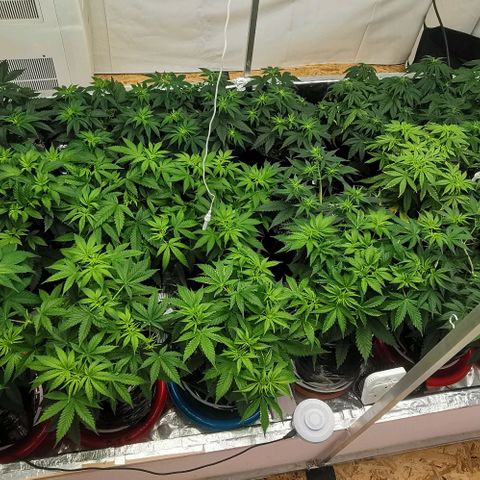Green Poison growlog timeline photo