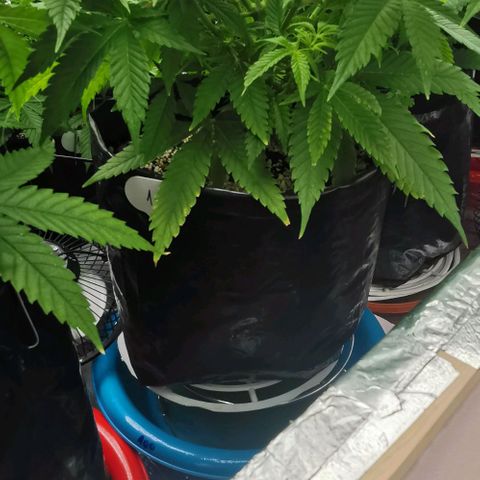 Green Poison growlog timeline photo