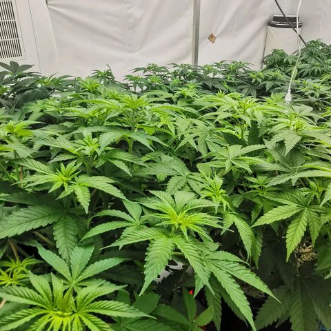 Green Poison growlog timeline photo