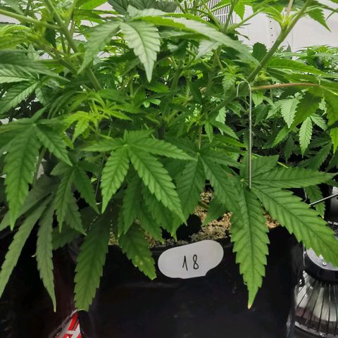 Green Poison growlog timeline photo