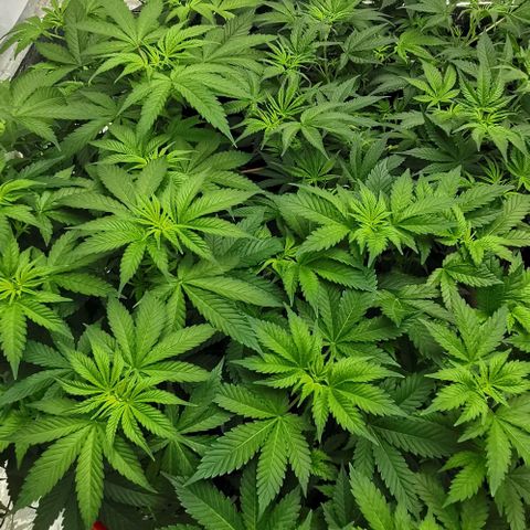 Green Poison growlog timeline photo
