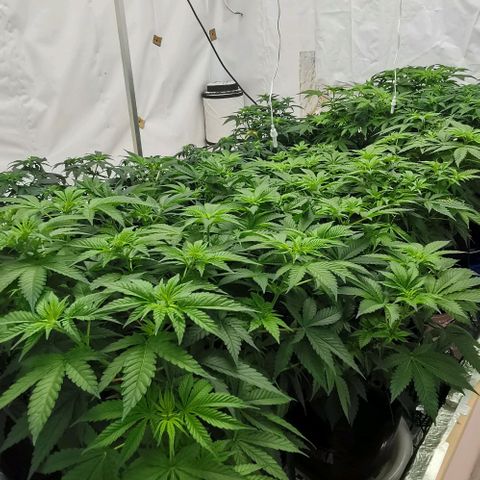 Green Poison growlog timeline photo