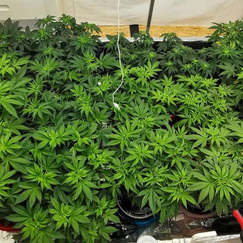 Green Poison growlog timeline photo