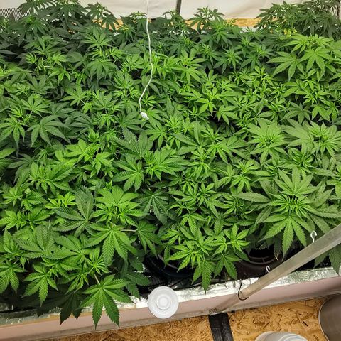 Green Poison growlog timeline photo