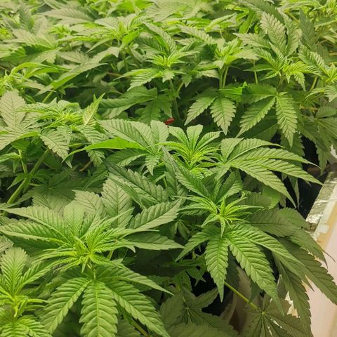 Green Poison growlog timeline photo