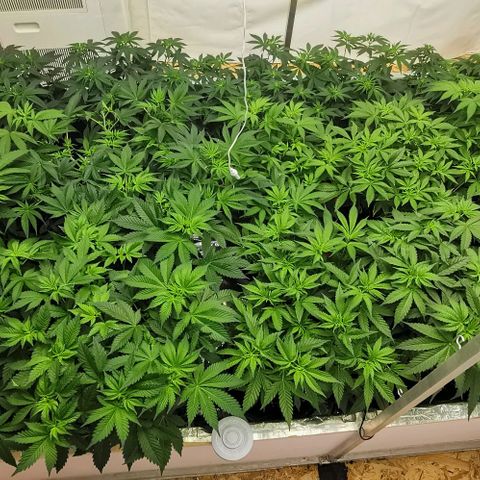 Green Poison growlog timeline photo