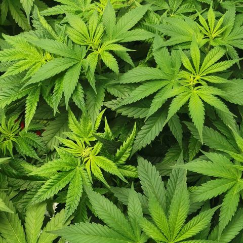 Green Poison growlog timeline photo