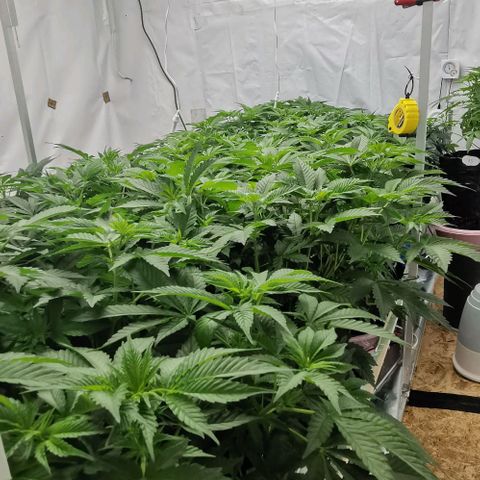 Green Poison growlog timeline photo
