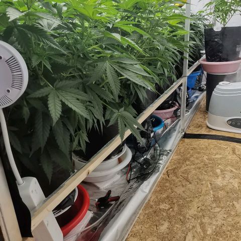 Green Poison growlog timeline photo