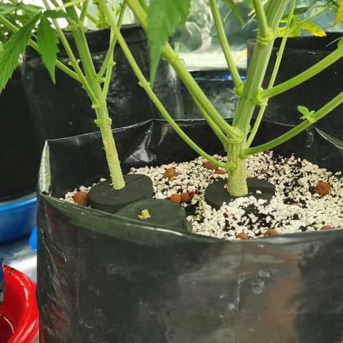 Green Poison growlog timeline photo